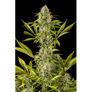 Royal Haze - Féminisée - Dinafem - Graines de collection