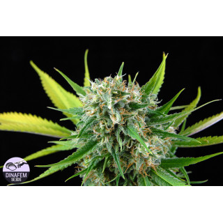 Royal Haze - Féminisée - Dinafem - Graines de collection