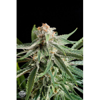 Royal Haze - Féminisée - Dinafem - Graines de collection