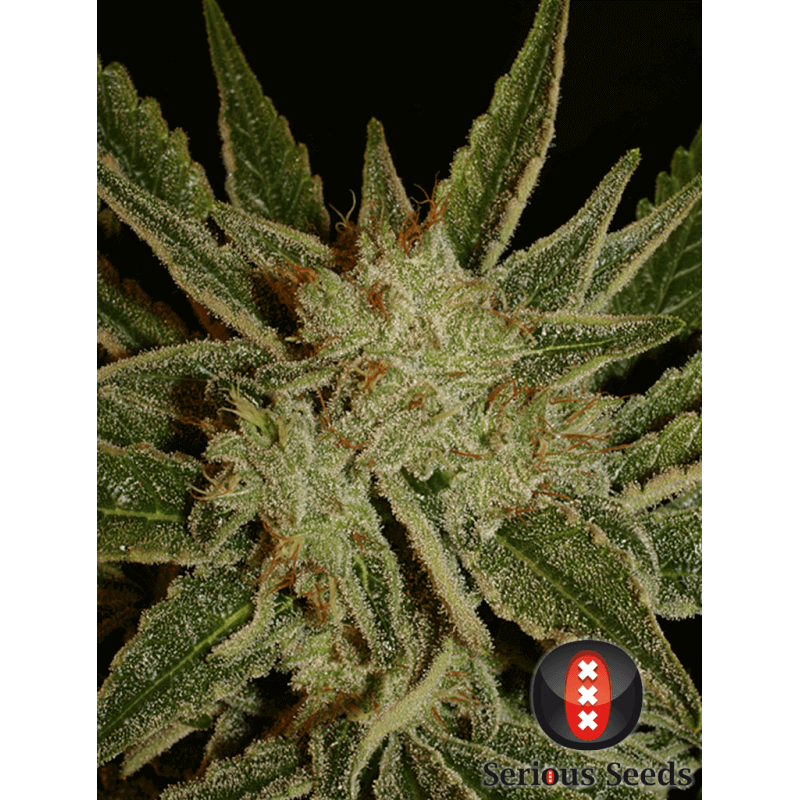 Bubble Gum - Régulière - Serious Seeds - Graines de collection