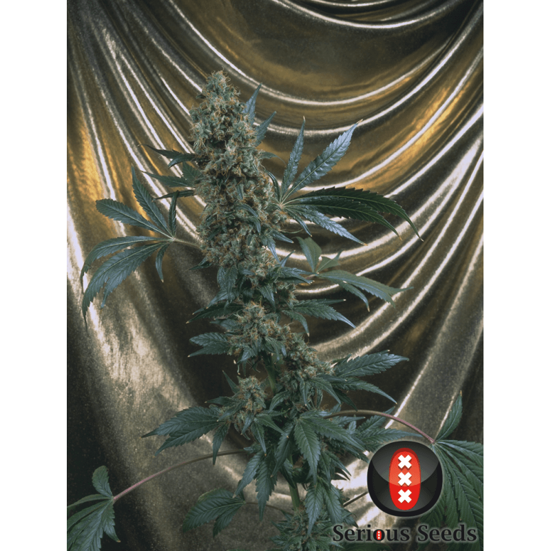 Bubble Gum - Régulière - Serious Seeds - Graines de collection