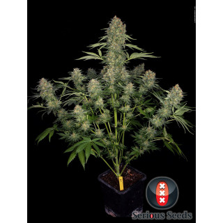 Serious Kush - Féminisée - Serious Seeds - Graines de collection