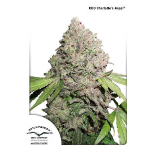 CBD Auto Charlotte's angel - Dutch Passion - Graines de Collection