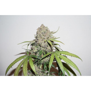 CBD Auto Charlotte's angel - Dutch Passion - Graines de Collection