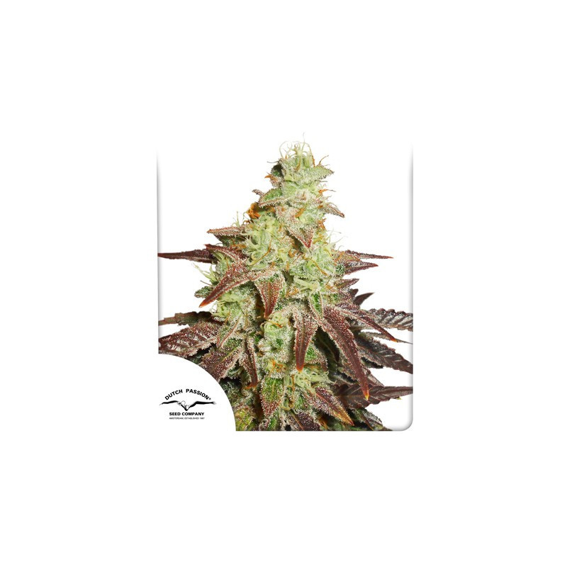 Auto Night Queen - Dutch Passion - Graines de collection