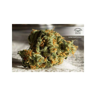 Auto Night Queen - Dutch Passion - Graines de collection