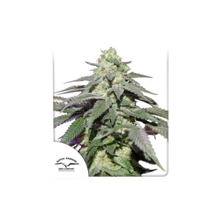 Skywalker Haze - Auto - Dutch Passion - Graines de collection