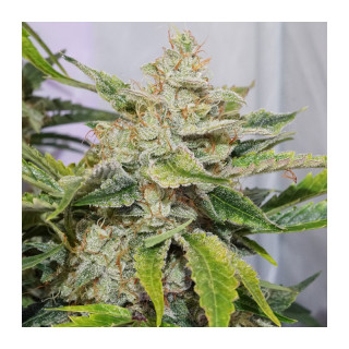 Skywalker Haze - Auto - Dutch Passion - Graines de collection