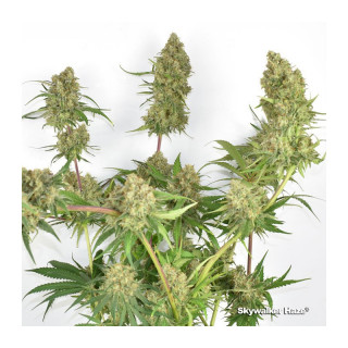 Skywalker Haze - Féminisée - Dutch Passion - Graines de collection