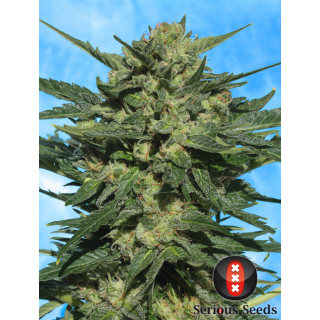 White russian - Auto - Serious Seeds - Graines de collection