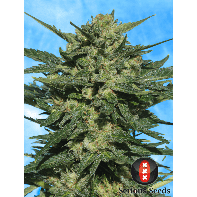 White russian - Auto - Serious Seeds - Graines de collection