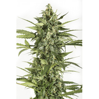 Blue Cheese - Auto - Dinafem seeds - Graines de collection