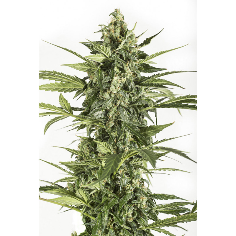 Blue Cheese - Auto - Dinafem seeds - Graines de collection