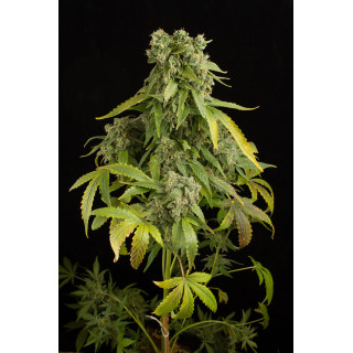 Blue Cheese - Auto - Dinafem seeds - Graines de collection