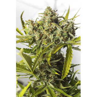 Blue Critical - Autofloraison - Dinafem Seeds
