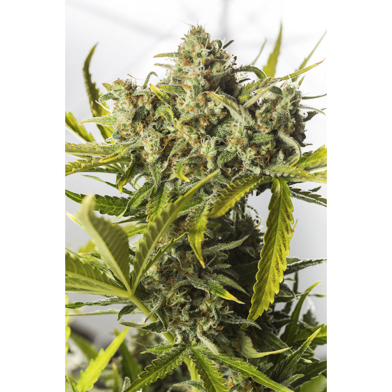 Blue Critical - Auto - Dinafem Seeds - Graines de collection