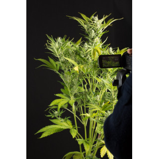 Blue Critical - Autofloraison - Dinafem Seeds