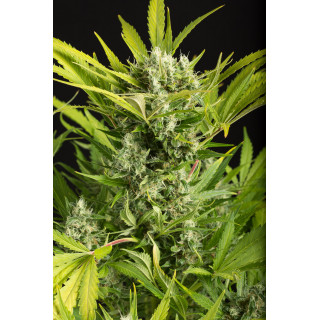Blue Critical - Autofloraison - Dinafem Seeds