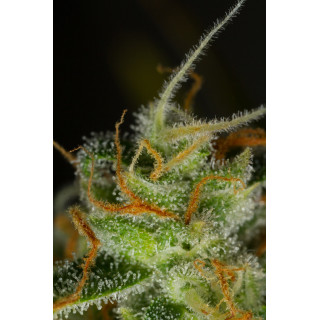 Blue Critical - Autofloraison - Dinafem Seeds