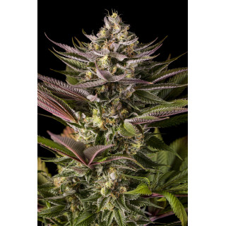 Blue kush - Féminisée - dinafem Seeds - Graines de Collection