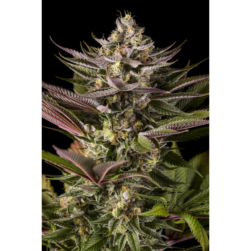Blue kush - Féminisée - dinafem Seeds - Graines de Collection