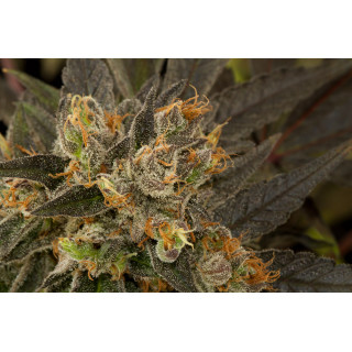 Blue kush - Féminisée - dinafem Seeds - Graines de Collection