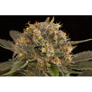 Blue kush - Féminisée - dinafem Seeds - Graines de Collection