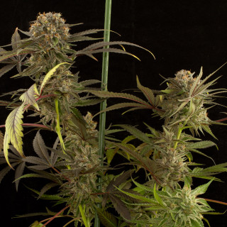 Blue kush - Féminisée - dinafem Seeds - Graines de Collection