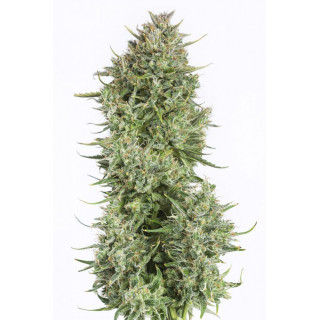 Blue Kush - Autofloraison - Dinafem Seeds