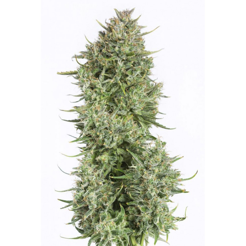 Blue kush - Auto - dinafem Seeds - Graines de Collection