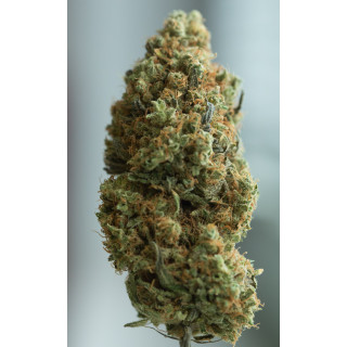 Blue Kush - Autofloraison - Dinafem Seeds