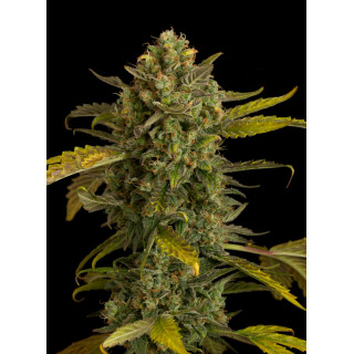 Blue kush - Auto - dinafem Seeds - Graines de Collection