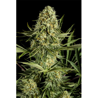 Critical Cheese - féminisée - Dinafem Seeds