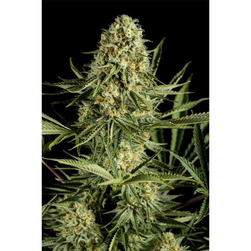 Critical Cheese - féminisée - Dinafem Seeds