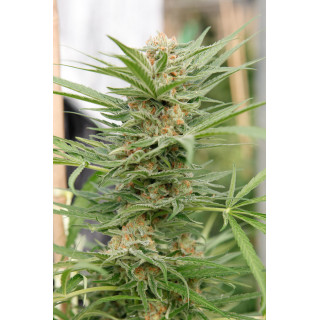 Critical Cheese - féminisée - Dinafem Seeds - Graines de collection