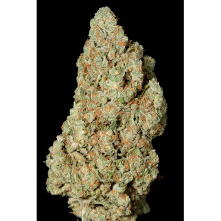 Critical Cheese - féminisée - Dinafem Seeds