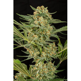 Critical Cheese - féminisée - Dinafem Seeds