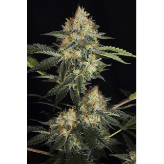 Dinachem - Féminisée - Dinafem Seeds - Graines de collection