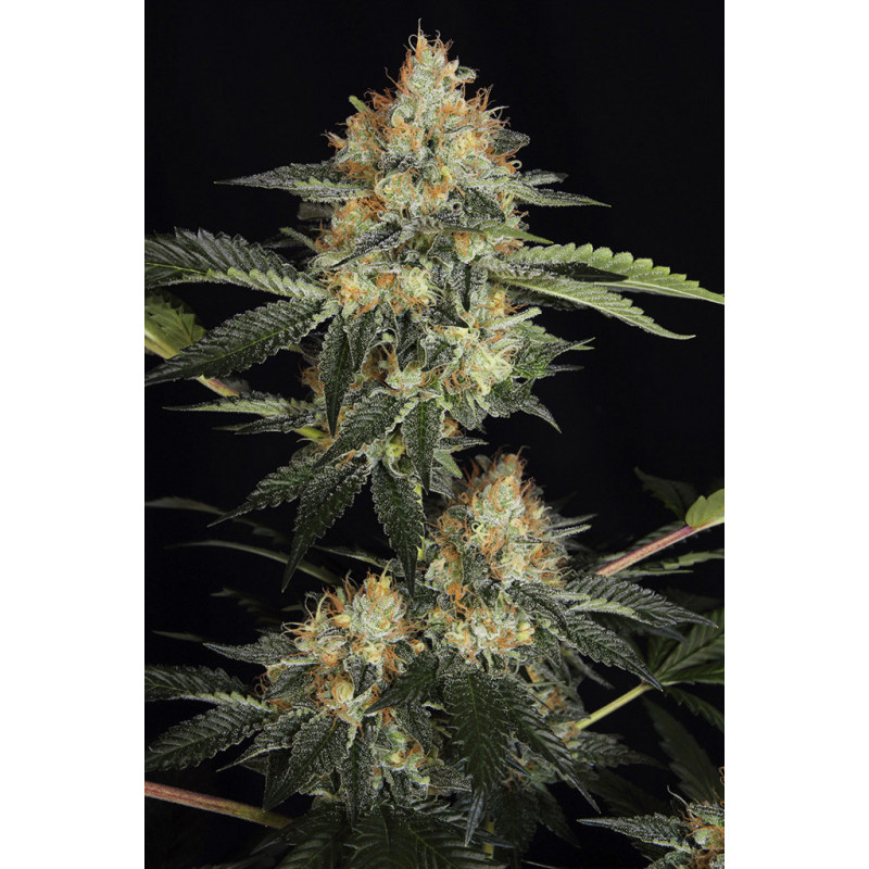 Dinachem - Féminisée - Dinafem Seeds - Graines de collection