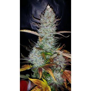 Dinachem - Féminisée - Dinafem Seeds - Graines de collection