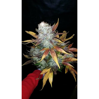 Dinachem - Féminisée - Dinafem Seeds - Graines de collection