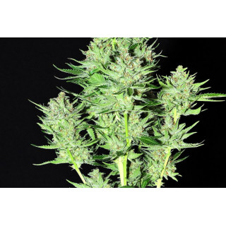 Dinachem - Féminisée - Dinafem Seeds