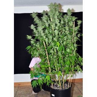 Dinachem - Féminisée - Dinafem Seeds - Graines de collection