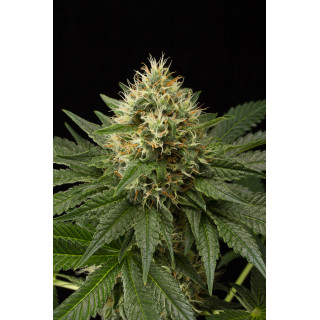 Dinachem - Féminisée - Dinafem Seeds - Graines de collection