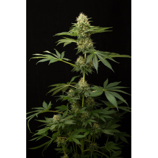 Dinachem - Féminisée - Dinafem Seeds - Graines de collection