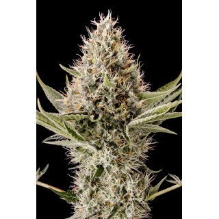 Dinamex - Féminisée - Dinafem Seeds