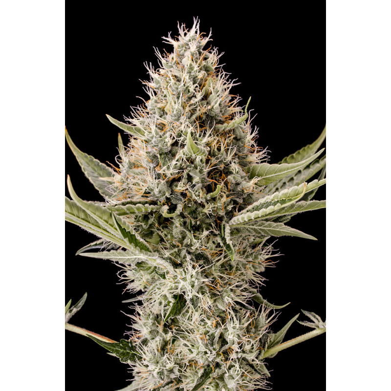 Dinamex - Féminisée - Dinafem Seeds - Graines de collection