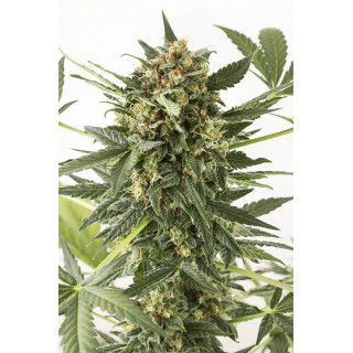 Kush'N Cheese - Auto - Dinafem Seeds - Graines de collection