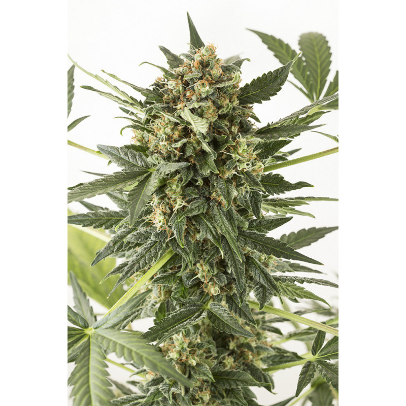 Kush'N Cheese -  Autofloraison - Dinafem Seeds