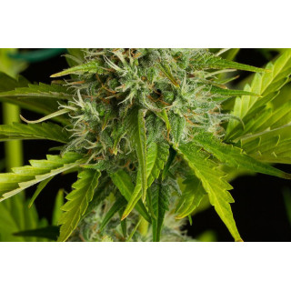 Kush'N Cheese -  Autofloraison - Dinafem Seeds